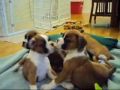 7 Week Old Boxer Puppies