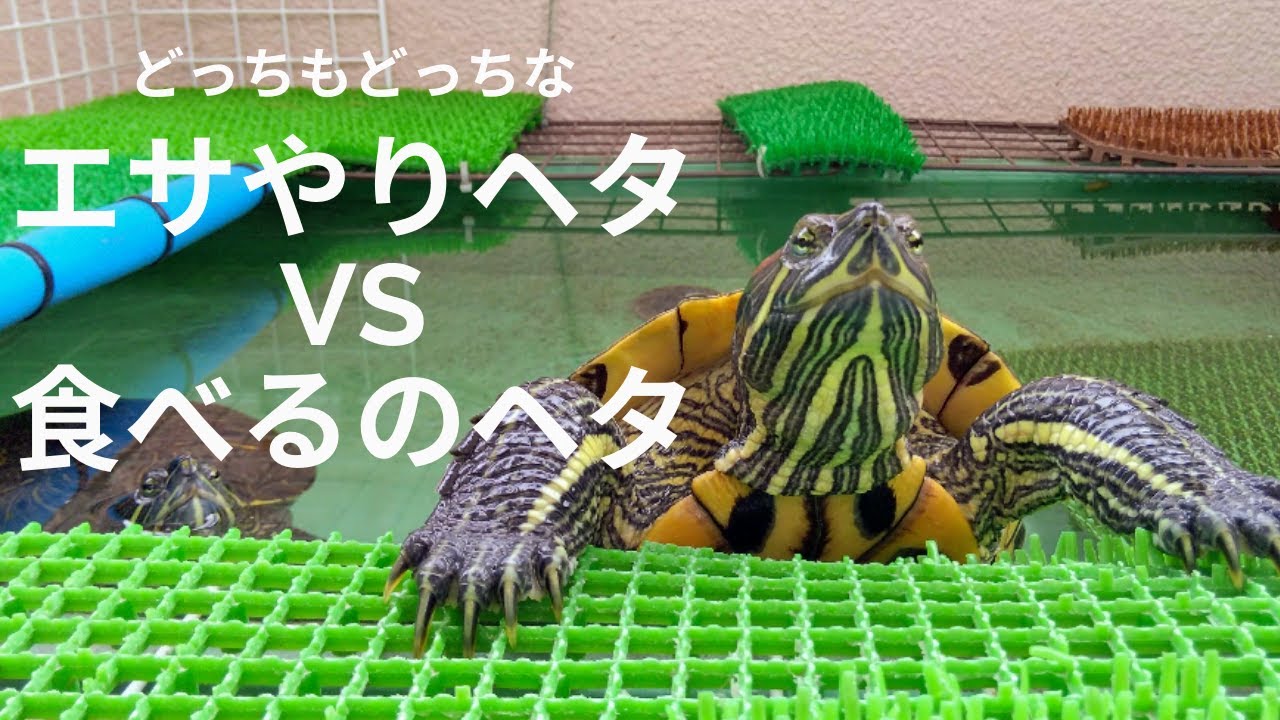 アカミミガメ（ミドリガメ) エサやり大失敗でも必死に食べてくれる 可愛い 亀【2021 turtles 12】