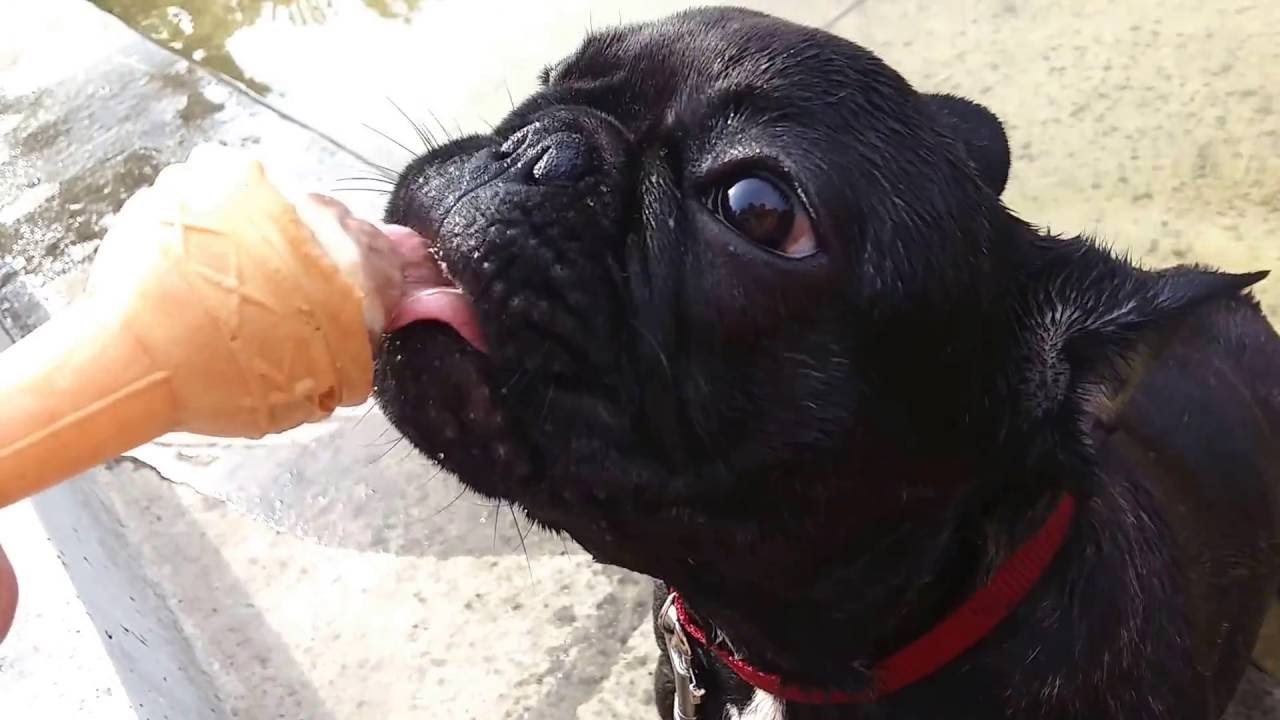 French Bulldog eating icecream YouTube