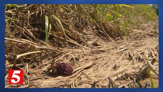 Farmers talk major crop loss after Wednesday storms