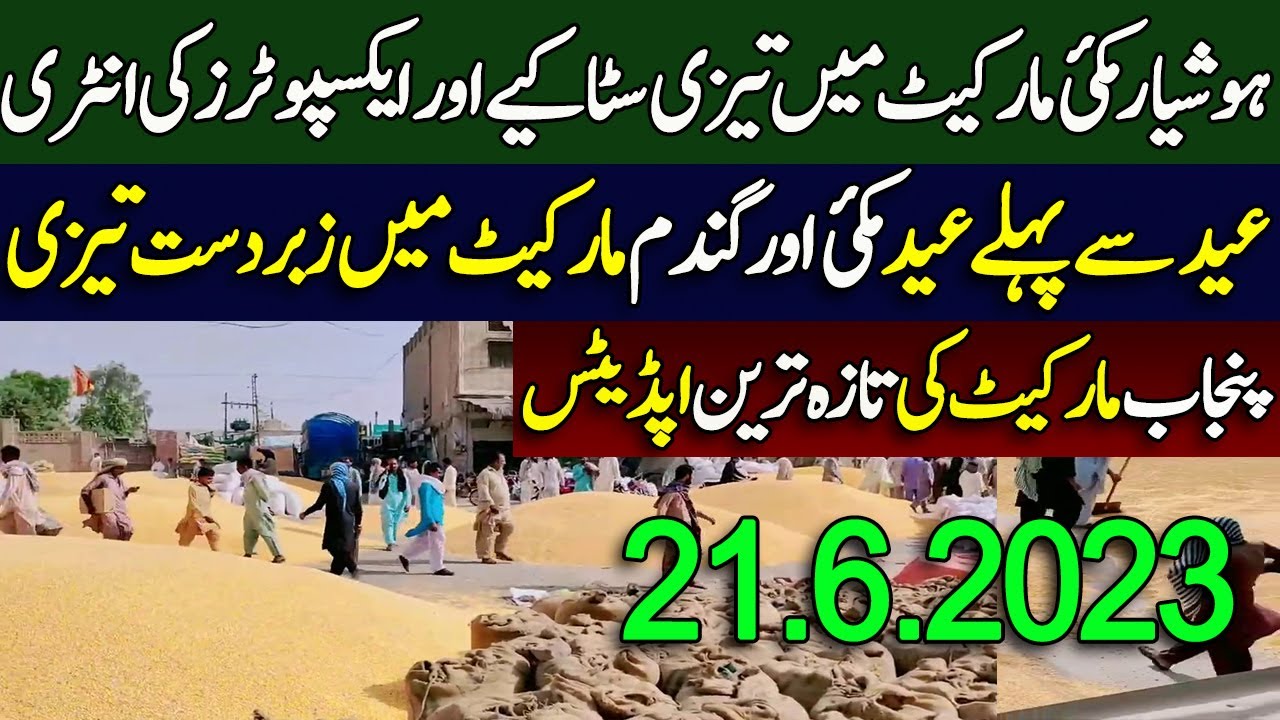 Makki & Wheat price in Punjab Pakistan 2023 | Wheat rate today |galla ...