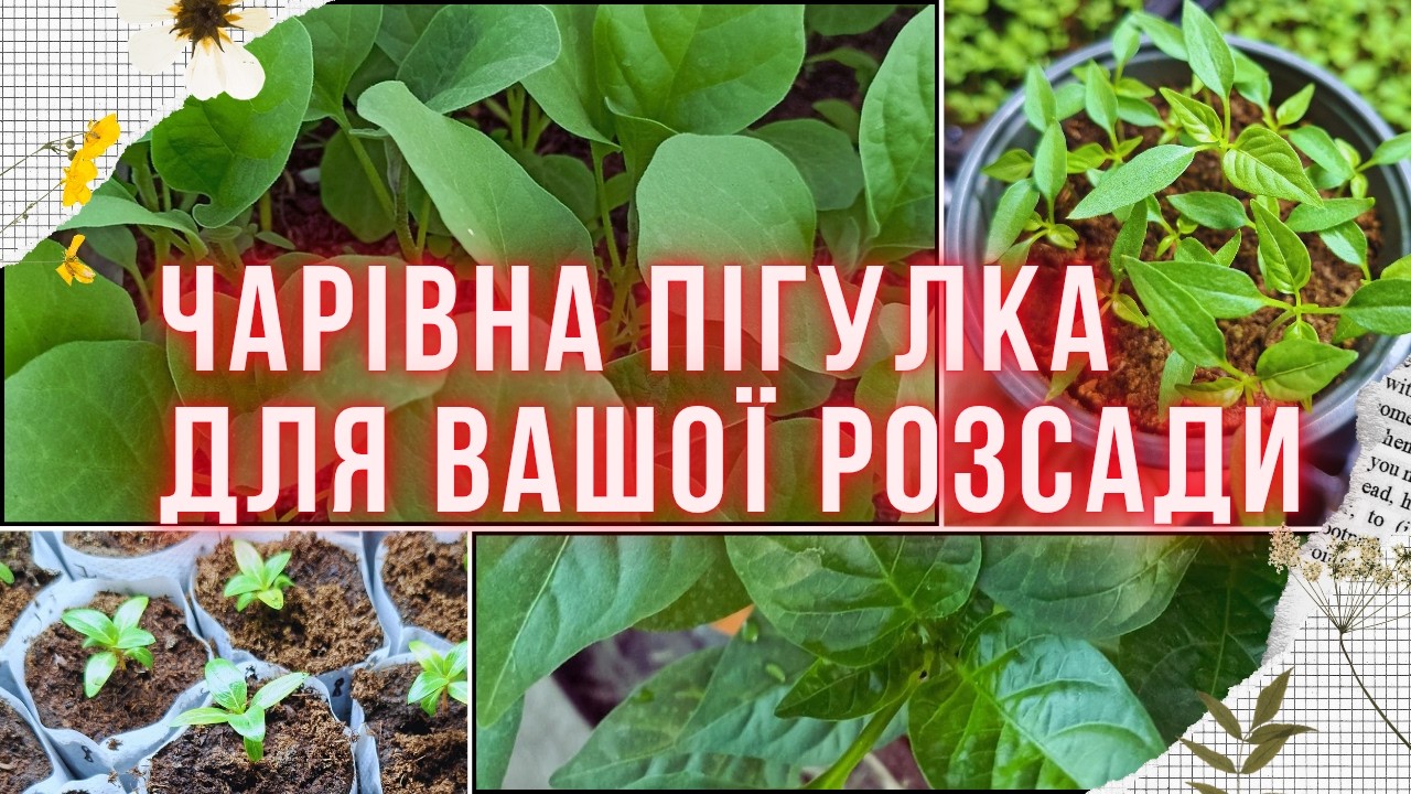 Що треба для здорової розсади? Про обробку грунту, захист від хвороб та інші моменти