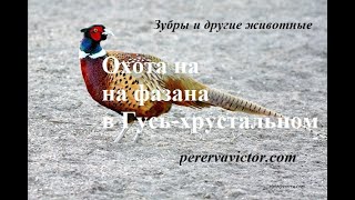 Охота на фазана в Гусь-Хрустальном