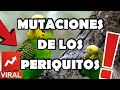 Las Mutaciones de los periquitos australianos🐦