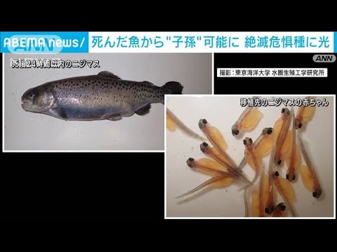 死んだ魚から子孫作ることが可能に 絶滅危惧種に光 22年4月14日 Youtube