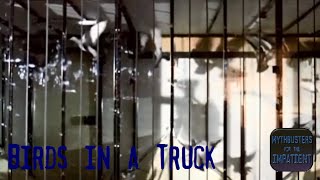 Birds in a Truck - Mythbusters for the Impatient