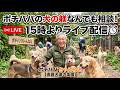 ポチパパの犬の躾なんでも相談!15時よりライブ配信