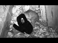 Big Rat caught using NIGHT VISION! | ENKEEO PH760 Motion-Activated Game Trail Camera