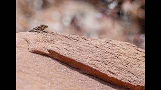 Goblin Valley & Moab Shoot, April 2026