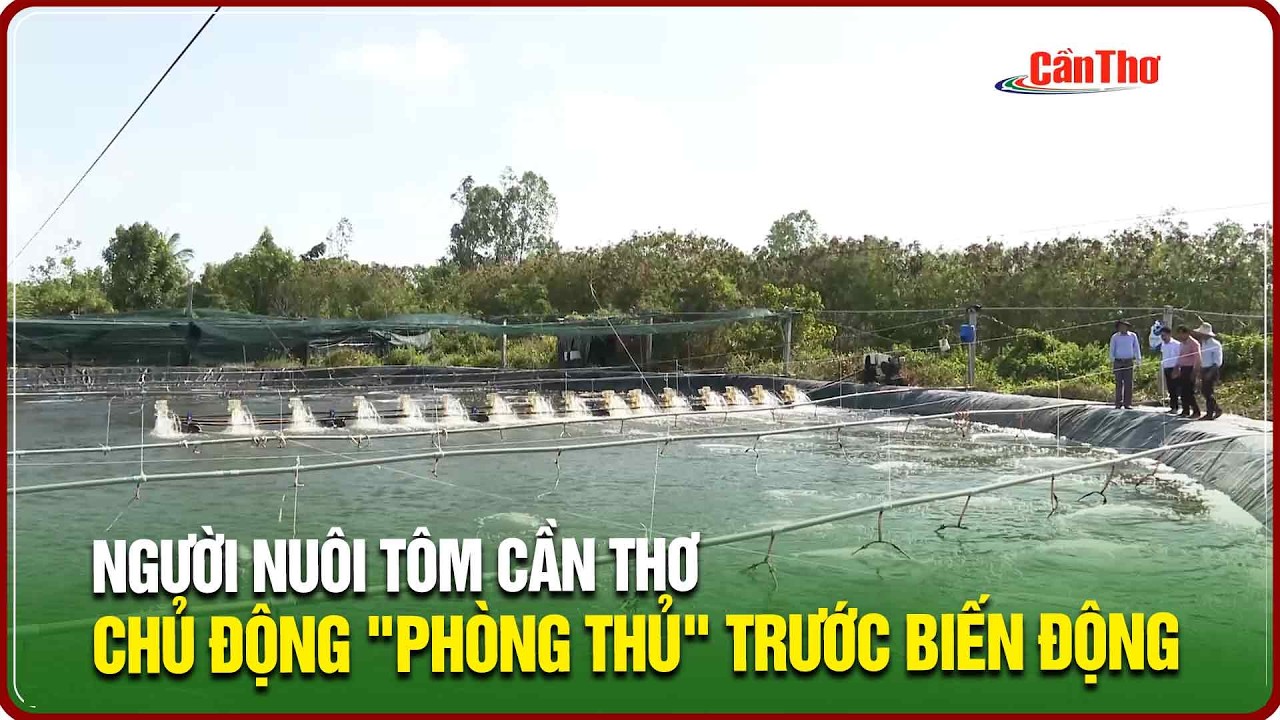 Người nuôi tôm Cần Thơ chủ động 