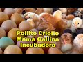 POLLITO CRIOLLO, MAMA GALLINA E INCUBADORA