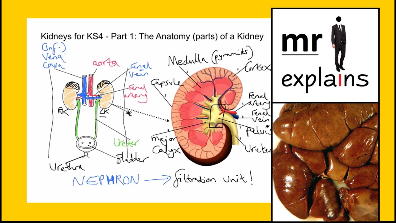 mr i explains Kidneys for KS4 Part 1 The Anatomy of a Kidney YouTube