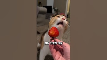 안락사 1순위 삼색냥이가 보여준 기적의 마지막 춤 (실화)