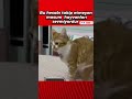 Saygı duruşuna geçen tatlı kedi 😽 (Sonu efsane)