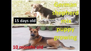 german shepherd indian pariah mix puppy growing from 2 weeks to 10 months
