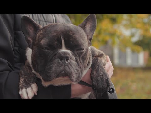 Video: Ko Barot Kucēnu Un Kad Pāriet Uz Pieaugušo Suņu Barību