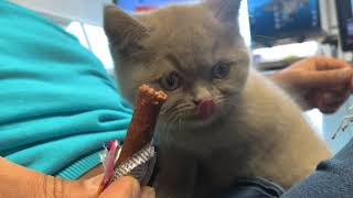 LOLI loves treats 🐈‍⬛ 😺 FUNNY CATS VIDEOS by AnimalKing 4 views 2 years ago 1 minute, 35 seconds