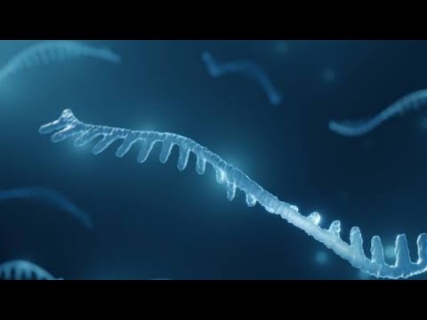 Eukaryotic mRNA processing - YouTube