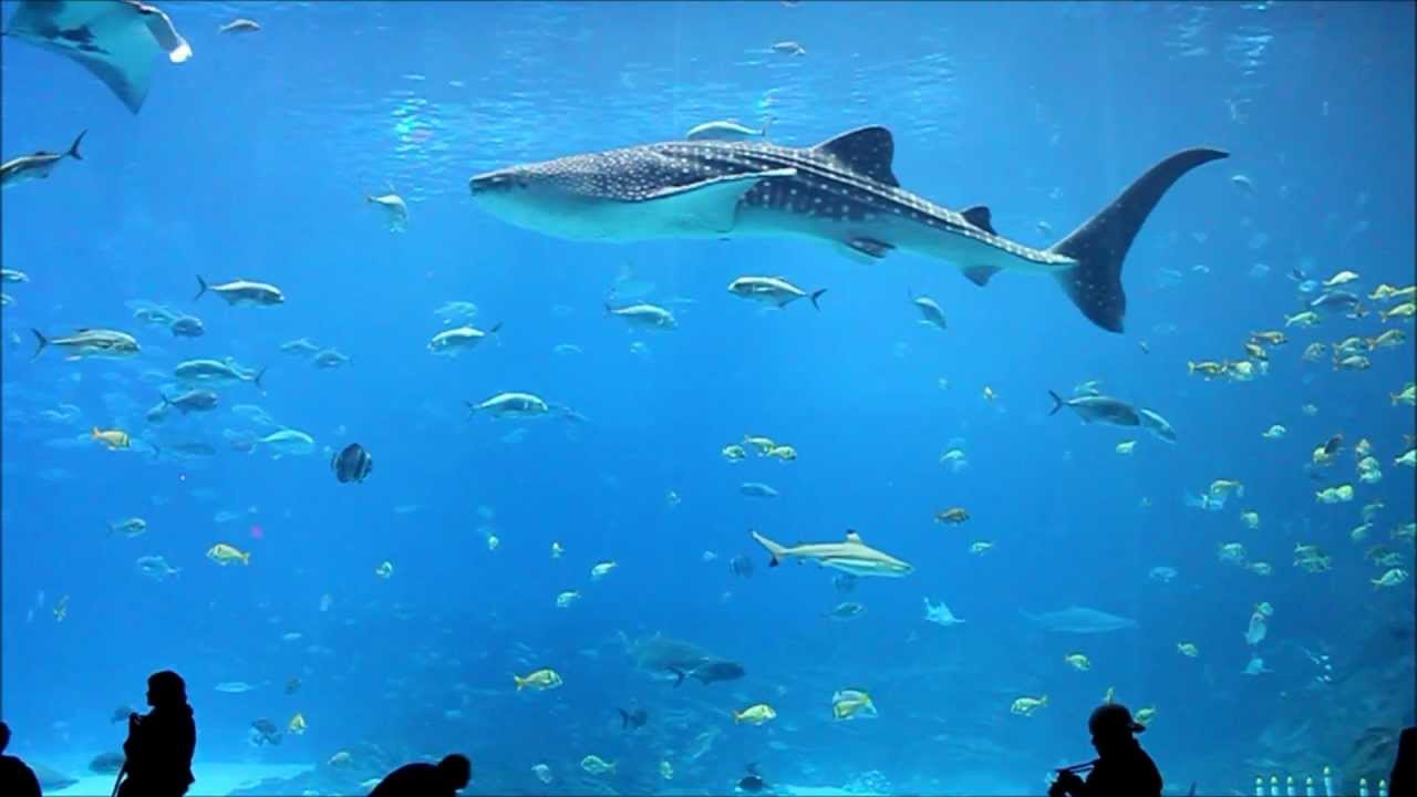 Why Don T Sharks Eat Fish In Aquariums - 1000+ Aquarium Ideas