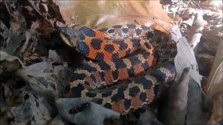 Herping in MD Compilation