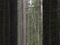 Охота на рябчиков.