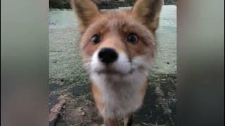 Got away- Jondre speed up