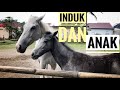 KUDA PACU || G 5 &amp; G 4 || BIARO FRAM STABLE || KOTA BUKITTINGGI