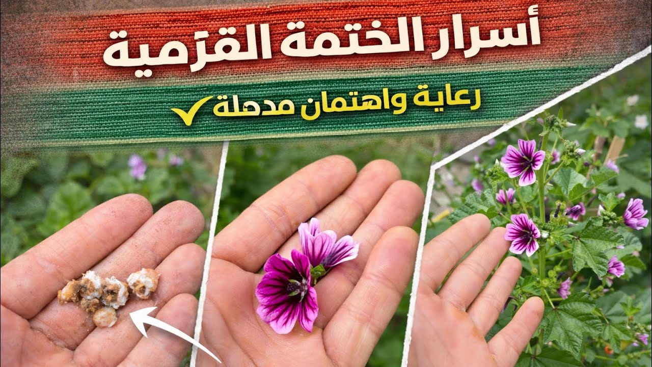 اسرار وخفايا نبات الختمة القزمية كل ما يتعلق بالنبات 