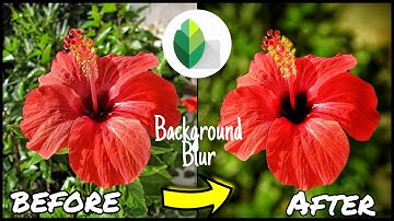 Background blur in snapseed | Flower photography