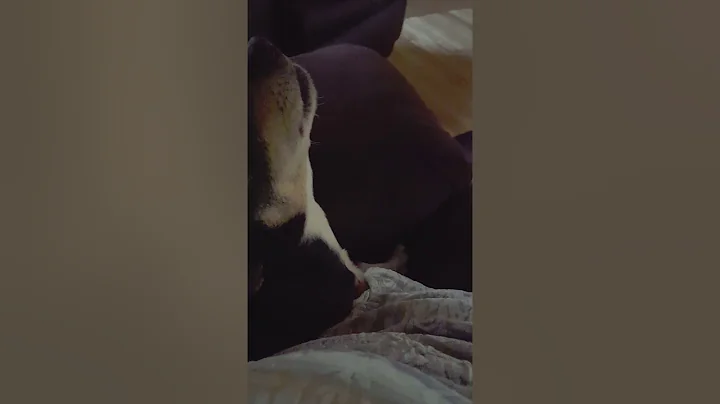 Our little dog Lucee shows her love!