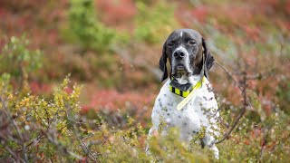 The Remarkable World of Pointers Understanding Their Natural Instincts and Abilities