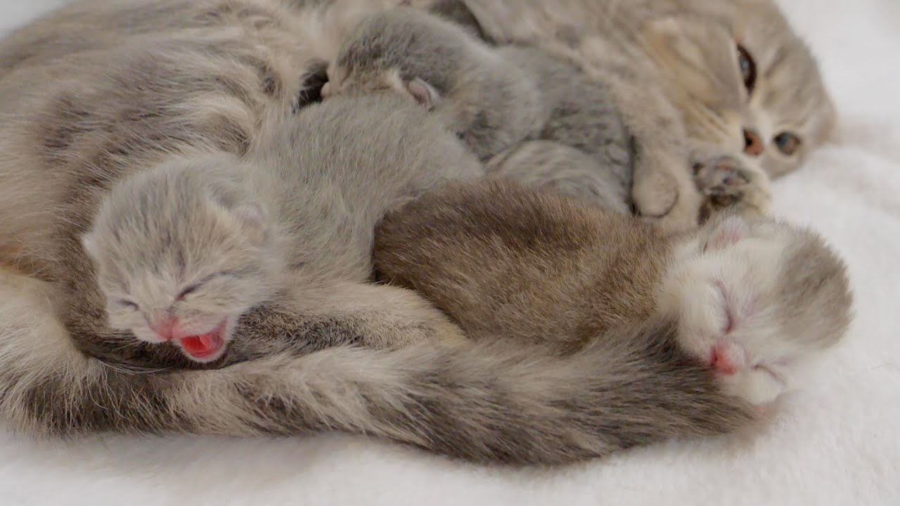 Этот котенок внезапно начал мне угрожать, пока я дремала — он такой милый!