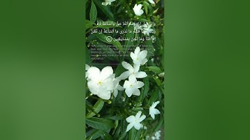 أَفَرَأَيْتَ مَنِ اتَّخَذَ إِلَٰهَهُ هَوَاهُ : سورة الجاثية: للقارئ أنس المالك