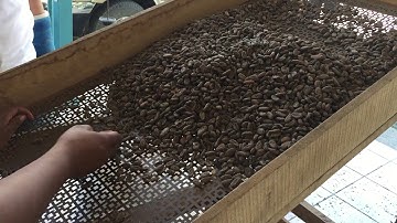 Sorting cacao beans - Learn how cacaoteros do it!