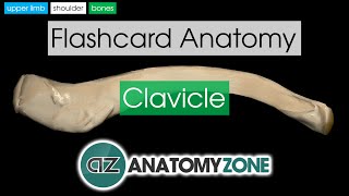 Clavicle Flashcard Anatomy