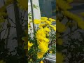 늦게핀~국화꽃향기가~진하네요.~~