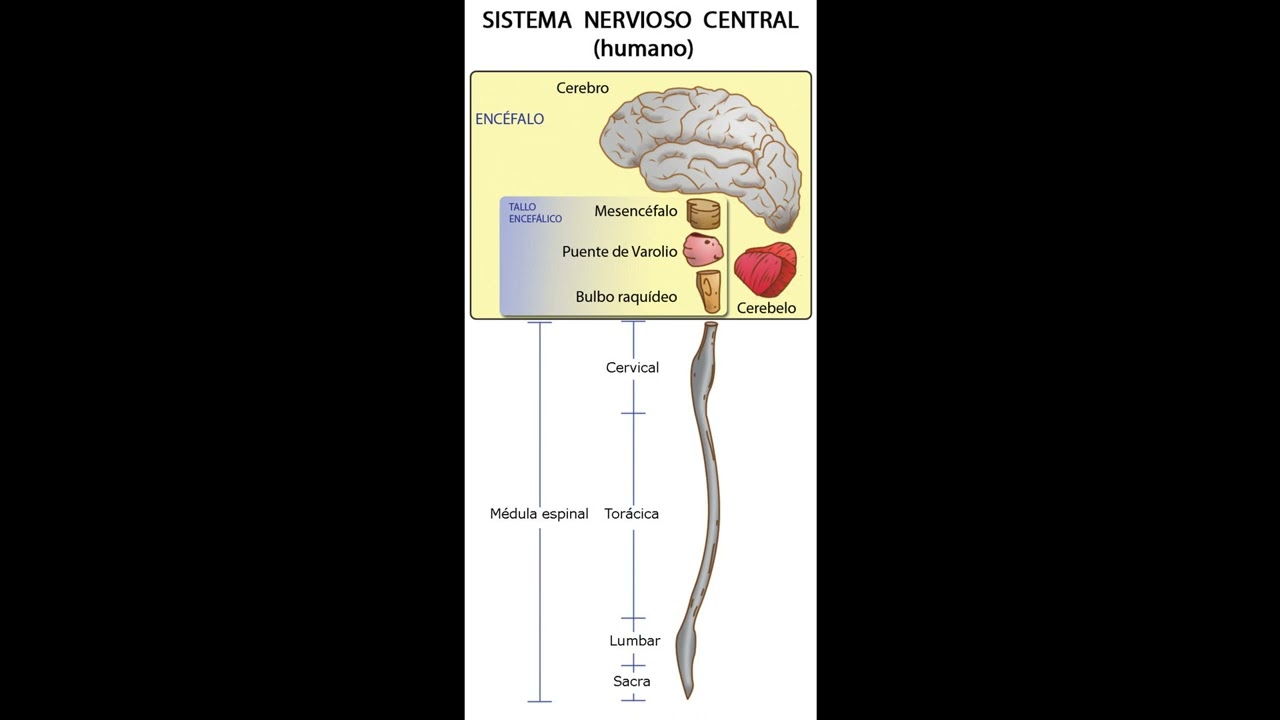La ley de BellMagendie YouTube