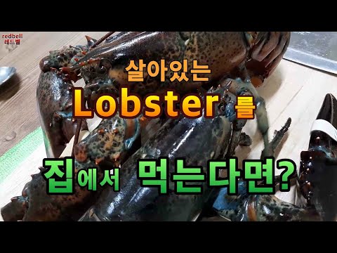 살아있는 랍스터를 집에서 회로 먹으면? 먹을려고? "Lobster mukbang"