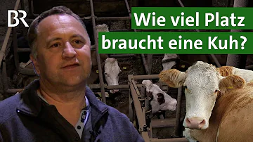 Wie viel Platz brauchen 4 Kühe?