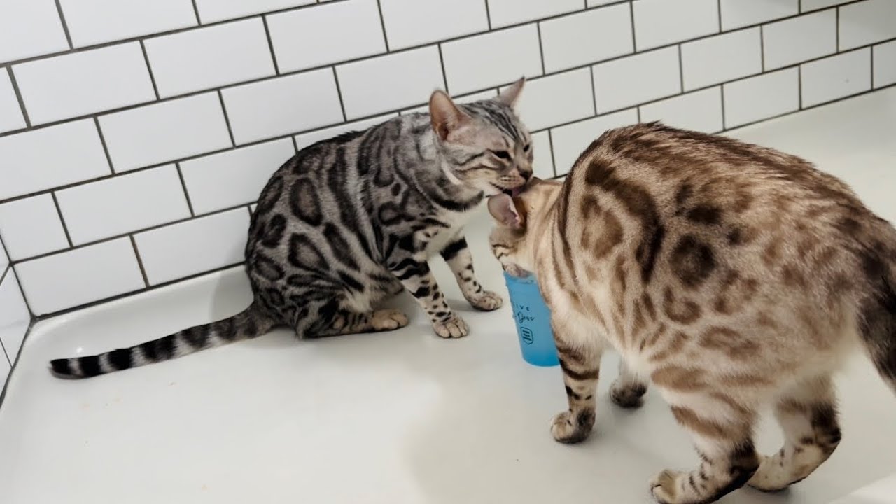Kitties in the shower! YouTube