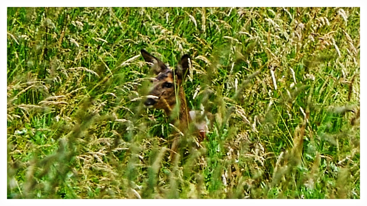 Capreolus capreolus Reh beim äsen