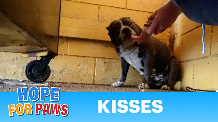 Abandoned Pit Bull finds refuge in a trash room be...