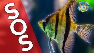 AQUARIUM NOODSIGNALEN  11 problemen bij aquarium en aquariumvissen. | Aquarium Sunshine Valley