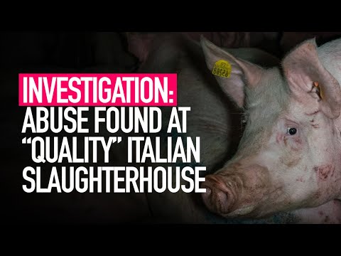 INVESTIGATION: Cruelty Found at Celebrated Pig Slaughterhouse in Italy