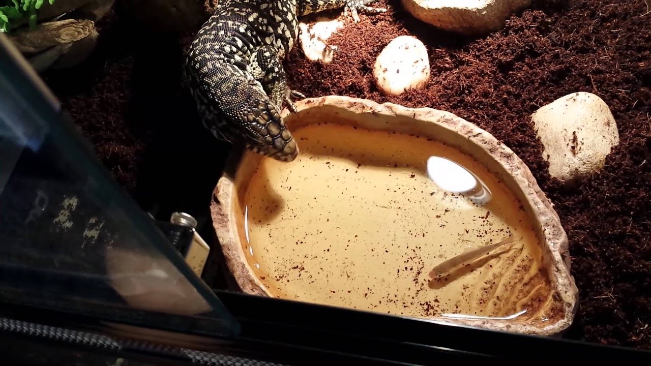 video phone beyonce mp3 Argentine black and white tegu Eats Live Fish