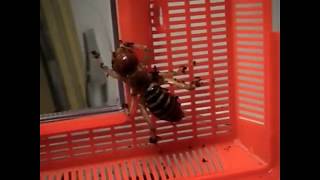 Jerusalem Cricket Pets