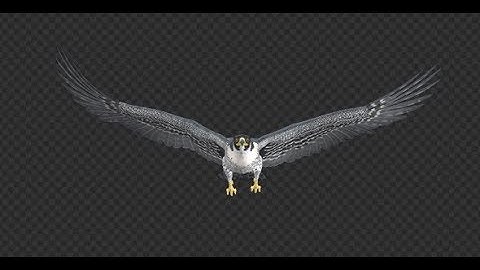 Peregrine Falcon - Flying Loop - Front View