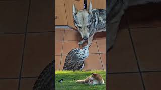 This Dog & Eagle Friendship Will Restore Your Faith in Kindnes.