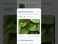 Plant Identifier Flutter Mobile App #flutter #plantidentification #plantcare #mobileapps