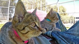 Africa WildCats - House Tabby Cat or Native?  Kittens Play Sleep Purr Knead Scare & Eat